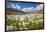 Blooming cotton grass, Stelvio National Park, Sondrio province, Valtellina valley, Lombardy, Italy-ClickAlps-Framed Photographic Print