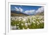 Blooming cotton grass, Stelvio National Park, Sondrio province, Valtellina valley, Lombardy, Italy-ClickAlps-Framed Photographic Print