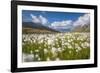 Blooming cotton grass, Stelvio National Park, Sondrio province, Valtellina valley, Lombardy, Italy-ClickAlps-Framed Photographic Print