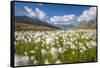 Blooming cotton grass, Stelvio National Park, Sondrio province, Valtellina valley, Lombardy, Italy-ClickAlps-Framed Stretched Canvas