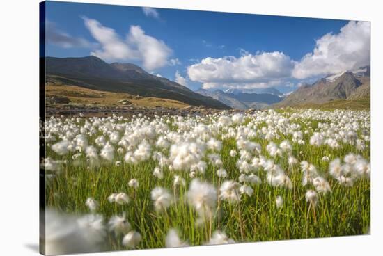 Blooming cotton grass, Stelvio National Park, Sondrio province, Valtellina valley, Lombardy, Italy-ClickAlps-Stretched Canvas