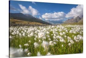 Blooming cotton grass, Stelvio National Park, Sondrio province, Valtellina valley, Lombardy, Italy-ClickAlps-Stretched Canvas