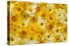 Blooming Daffodils-Darrell Gulin-Stretched Canvas