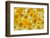 Blooming Daffodils-Darrell Gulin-Framed Photographic Print