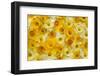 Blooming Daffodils-Darrell Gulin-Framed Photographic Print