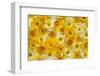 Blooming Daffodils-Darrell Gulin-Framed Photographic Print