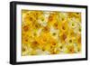 Blooming Daffodils-Darrell Gulin-Framed Photographic Print