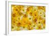 Blooming Daffodils-Darrell Gulin-Framed Photographic Print