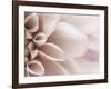 Blooming Dahlia Flower-null-Framed Photographic Print