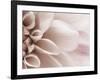 Blooming Dahlia Flower-null-Framed Photographic Print