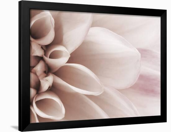 Blooming Dahlia Flower-null-Framed Photographic Print