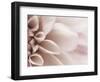 Blooming Dahlia Flower-null-Framed Photographic Print