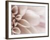 Blooming Dahlia Flower-null-Framed Photographic Print