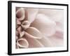 Blooming Dahlia Flower-null-Framed Photographic Print