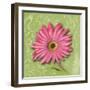 Blooming Daisy I-Patricia Pinto-Framed Art Print