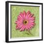 Blooming Daisy I-Patricia Pinto-Framed Art Print