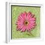 Blooming Daisy I-Patricia Pinto-Framed Art Print