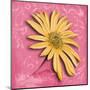 Blooming Daisy II-Patricia Pinto-Mounted Art Print