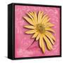 Blooming Daisy II-Patricia Pinto-Framed Stretched Canvas