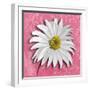 Blooming Daisy III-Patricia Pinto-Framed Premium Giclee Print