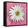 Blooming Daisy III-Patricia Pinto-Framed Stretched Canvas