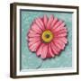 Blooming Daisy IV-Patricia Pinto-Framed Art Print