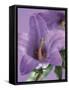 Blooming Delphinium-null-Framed Stretched Canvas
