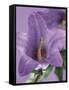 Blooming Delphinium-null-Framed Stretched Canvas