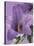 Blooming Delphinium-null-Stretched Canvas