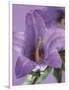 Blooming Delphinium-null-Framed Photographic Print