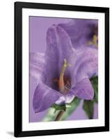 Blooming Delphinium-null-Framed Photographic Print