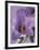 Blooming Delphinium-null-Framed Photographic Print