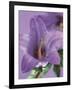 Blooming Delphinium-null-Framed Photographic Print