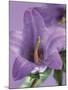 Blooming Delphinium-null-Mounted Photographic Print