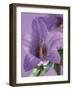 Blooming Delphinium-null-Framed Photographic Print