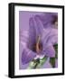 Blooming Delphinium-null-Framed Photographic Print