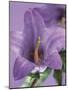 Blooming Delphinium-null-Mounted Photographic Print