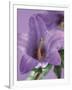 Blooming Delphinium-null-Framed Photographic Print