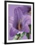 Blooming Delphinium-null-Framed Photographic Print