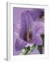 Blooming Delphinium-null-Framed Photographic Print