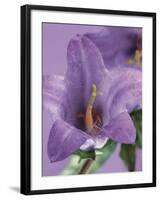 Blooming Delphinium-null-Framed Photographic Print