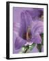Blooming Delphinium-null-Framed Photographic Print