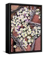 Blooming Desert Stars-James Randklev-Framed Stretched Canvas