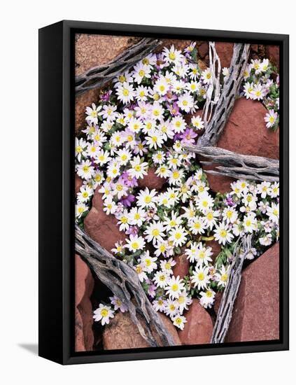 Blooming Desert Stars-James Randklev-Framed Stretched Canvas