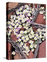 Blooming Desert Stars-James Randklev-Stretched Canvas