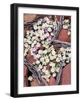 Blooming Desert Stars-James Randklev-Framed Photographic Print