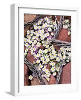 Blooming Desert Stars-James Randklev-Framed Photographic Print