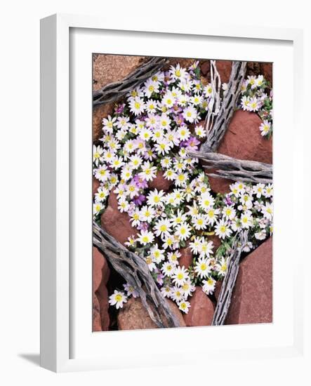 Blooming Desert Stars-James Randklev-Framed Photographic Print