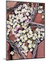 Blooming Desert Stars-James Randklev-Mounted Photographic Print