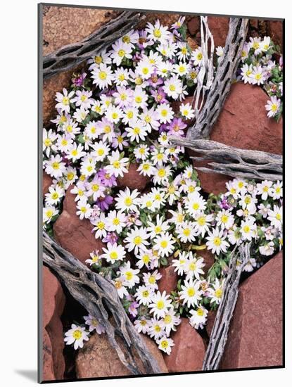Blooming Desert Stars-James Randklev-Mounted Photographic Print